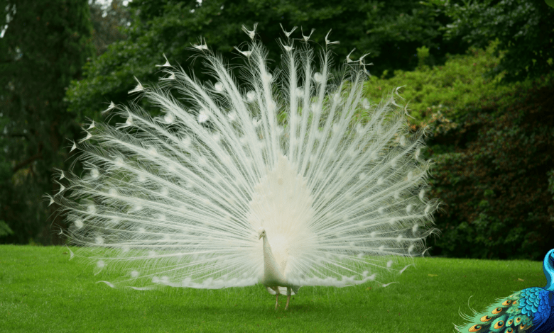 spiritual meaning of peacocks