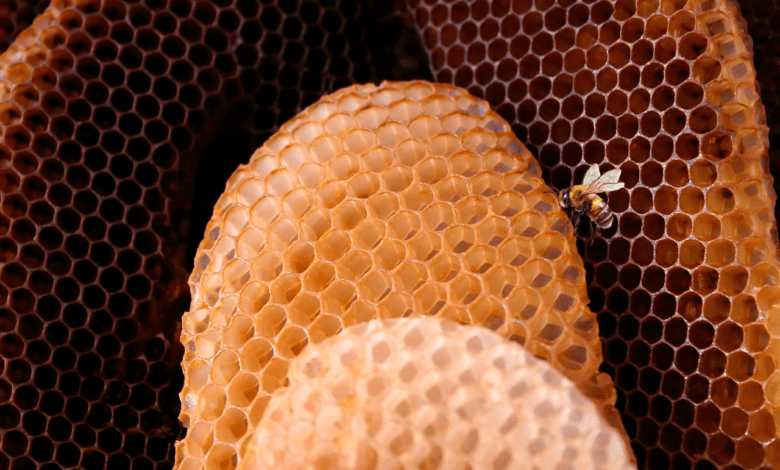 bee hive spiritual meaning